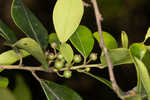 Large gallberry